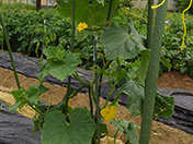 家庭菜園（季節の野菜）