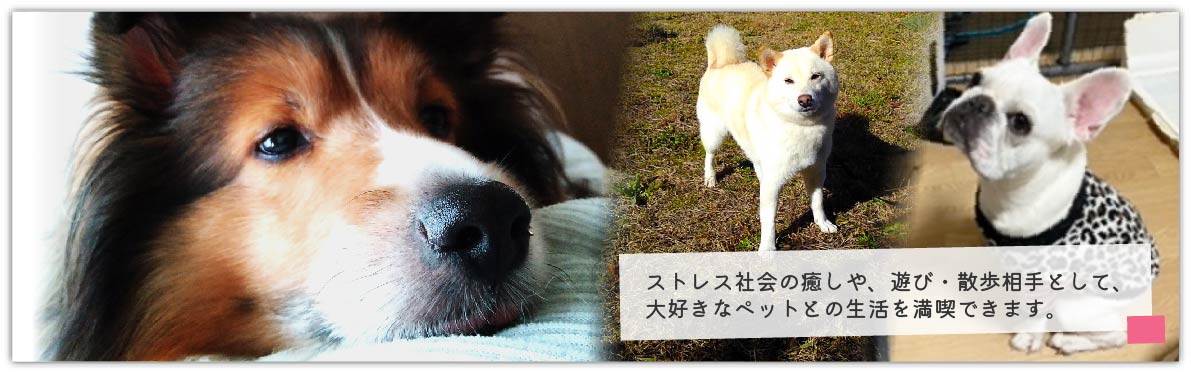 ペットは大切な家族の一員です。ストレス社会の癒しや、遊び・散歩相手として、大好きなペットとの生活を満喫できます。